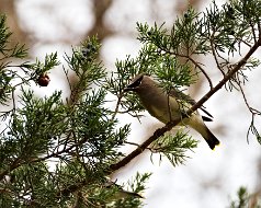 Cedar Waxwing