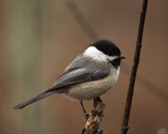 Chickadees