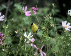 Finches