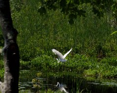 Great Egret