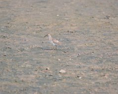 Least Sandpiper