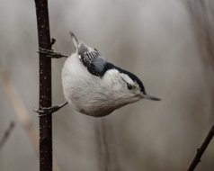 Nuthatches