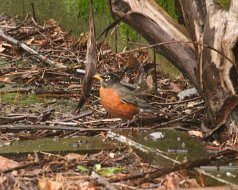 Robins