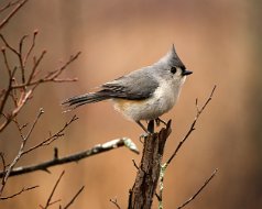 Tufted Titmouse