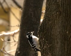 Woodpeckers